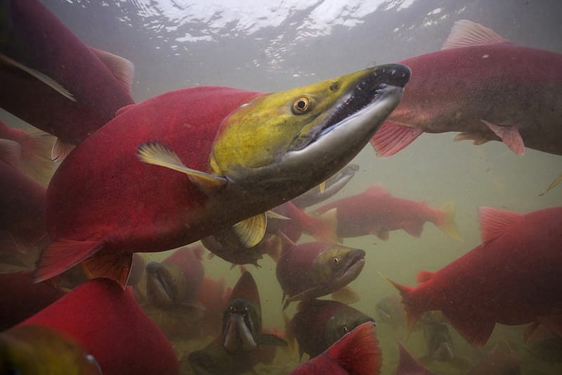 Bristol Bay, Alaska 1